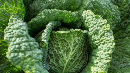 Vibrant green, crinkled leaves of Brassica oleracea encircle the dense central head, with prominent veins running across the large, wrinkled outer leaves.