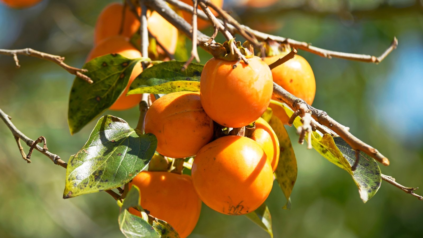 5 Persimmon Tree Illnesses and One of the best ways to Take care of Them