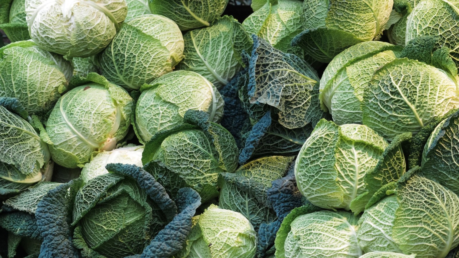 Tips about the way to Plant, Develop, and Maintain Savoy Cabbage