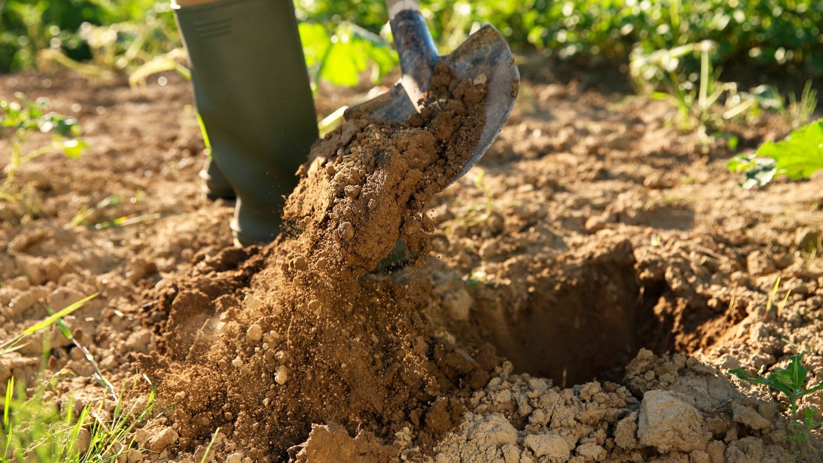 5 Strategies You Can Improve Your Yard Soil in November