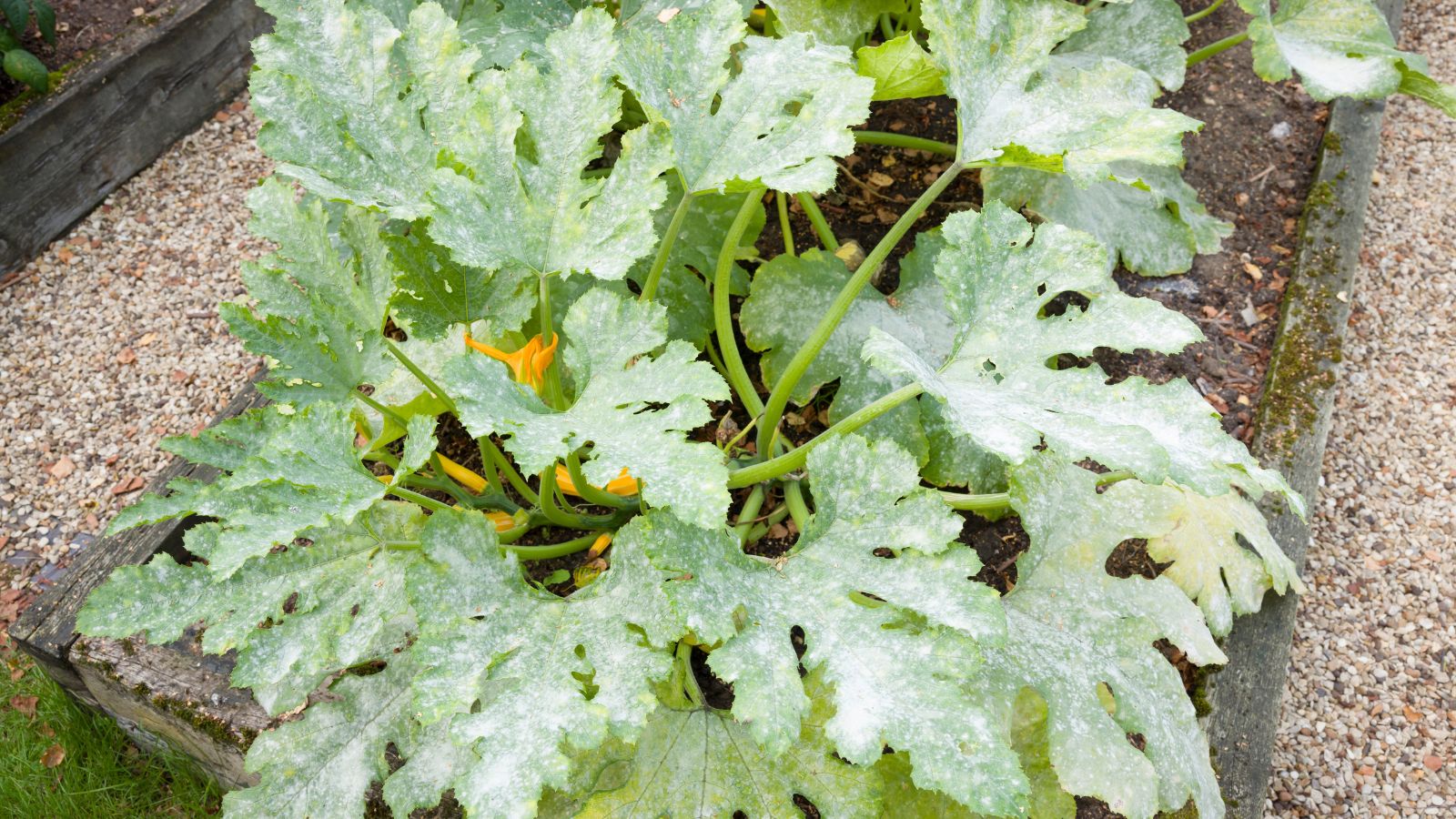 Green leaves appearing to develop white color caused by fungal disease, placed in a planter made of wood with stony ground