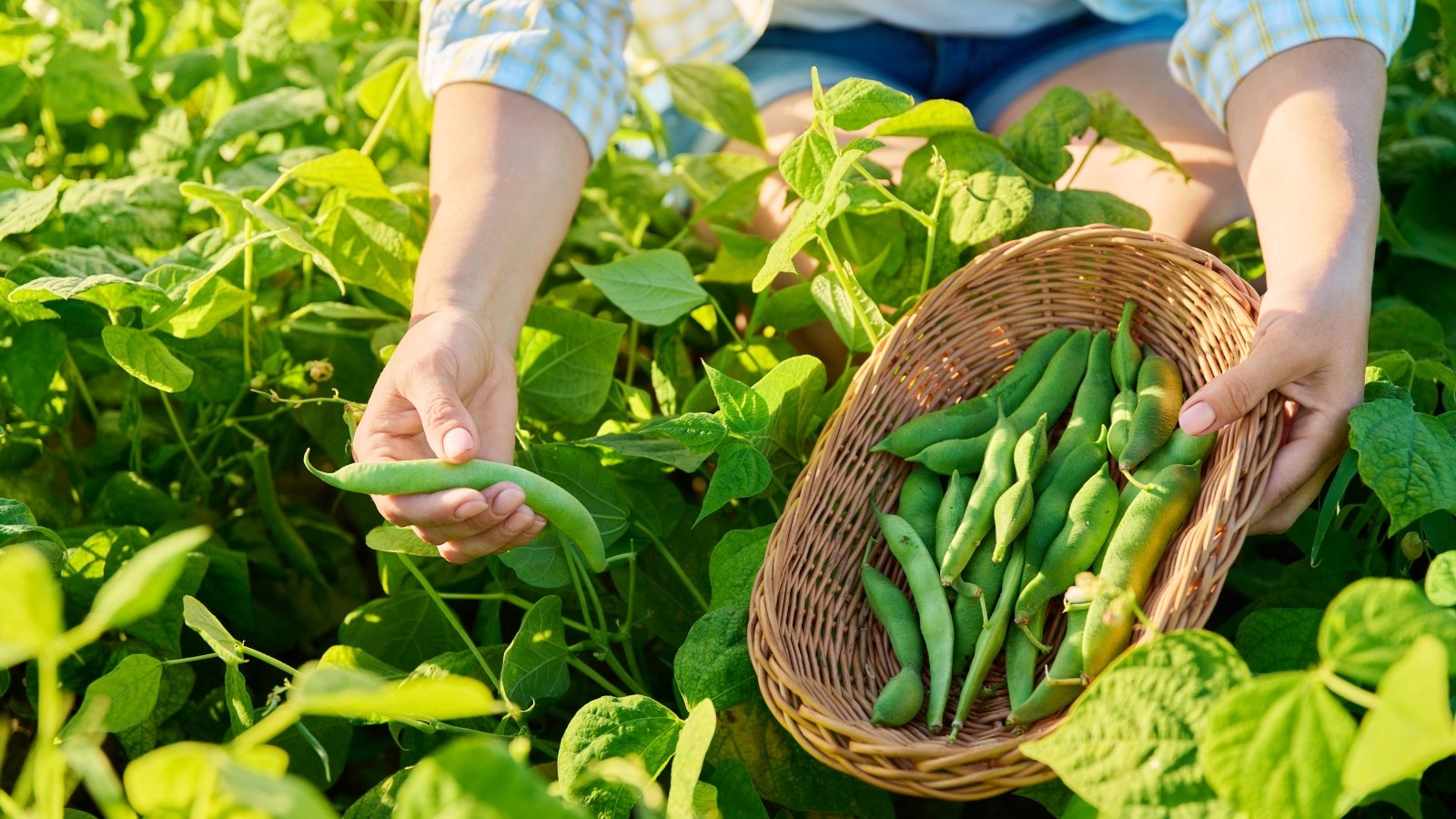 When and The way in which to Harvest Beans: 6 Skilled Ideas