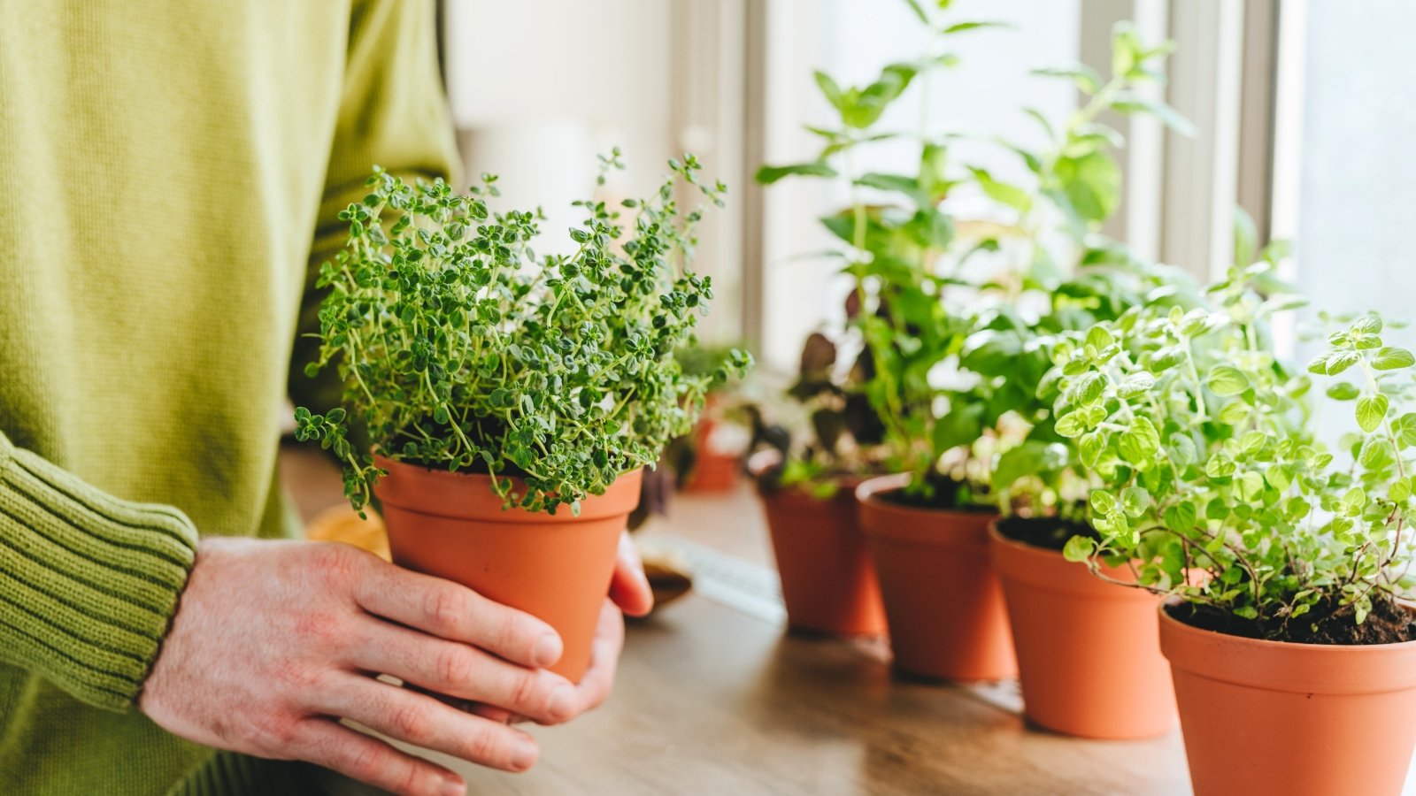 11 Herbs You Can Develop Indoors in Low Delicate