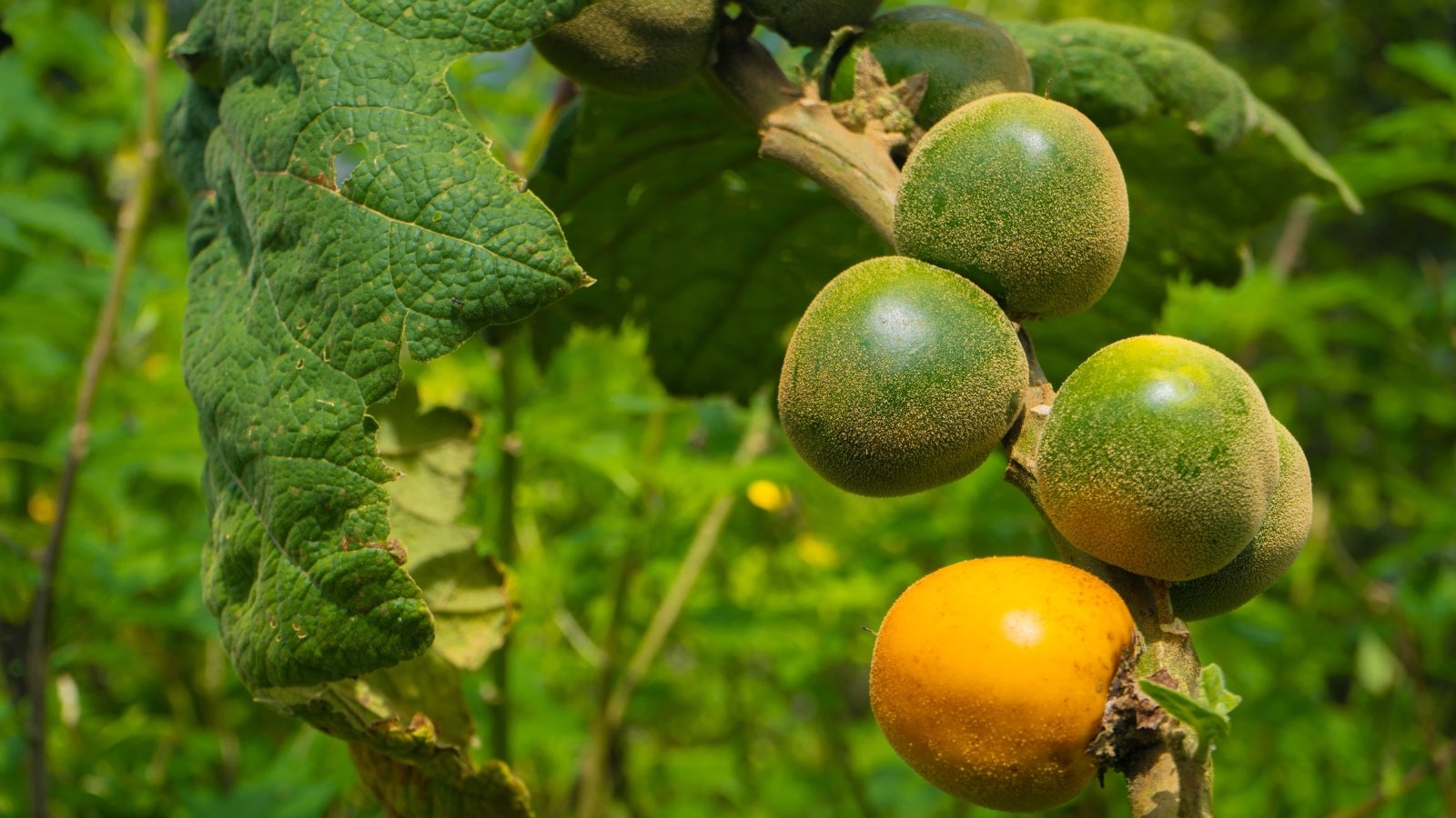 Recommendations on  Plant, Develop, and Take care of Naranjilla (Lulo) Shrubs