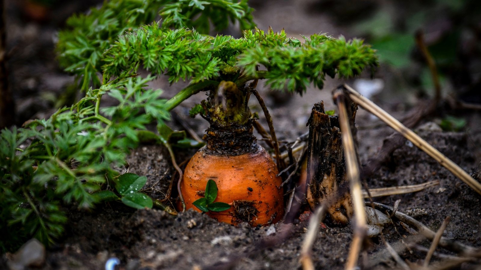 Leaving Carrots inside the Ground For Winter: Simple strategies to Overwinter Carrots