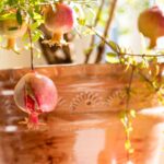 Recommendations on learn how to Develop Pomegranate Timber in Pots and Containers