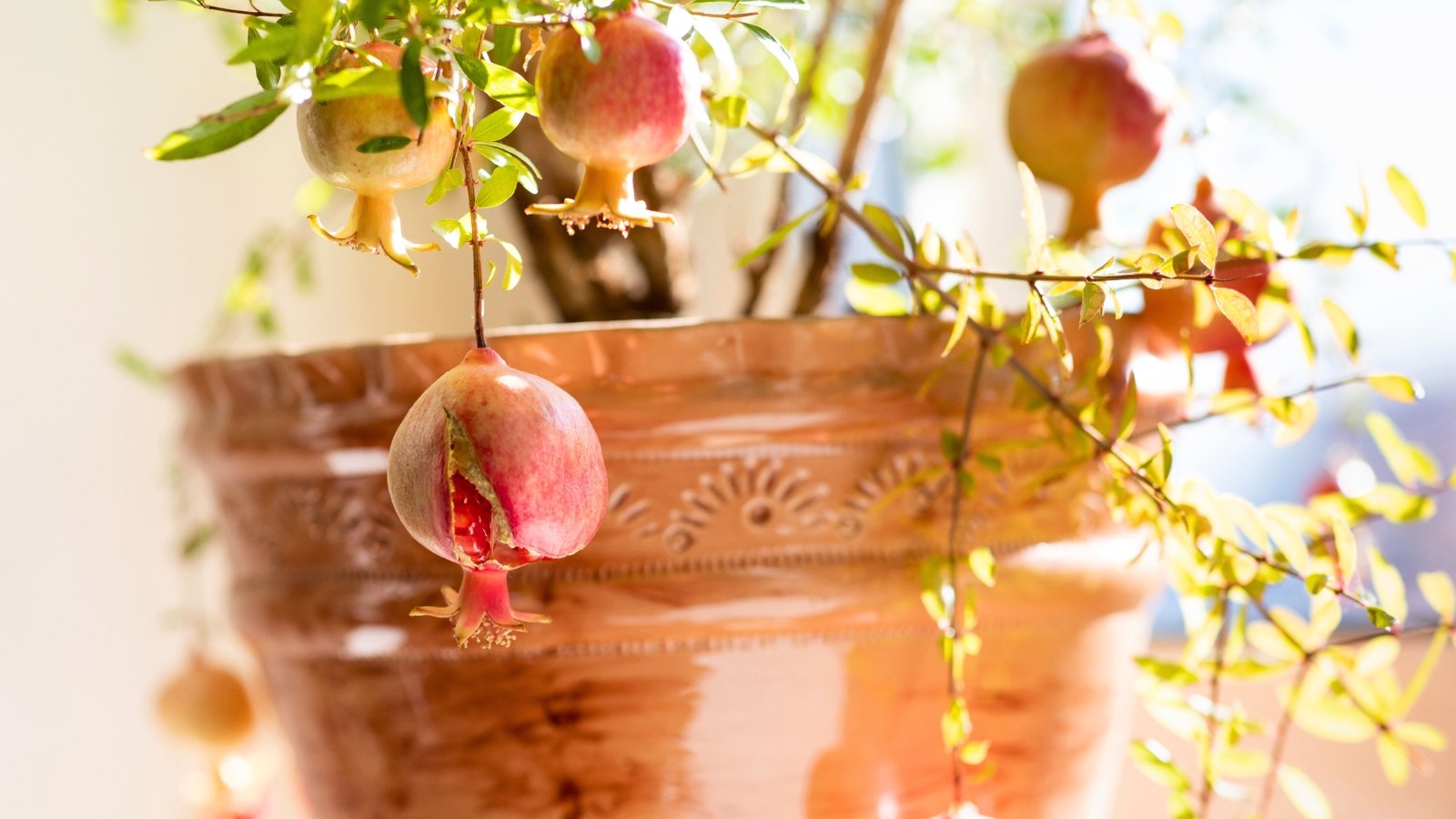 Recommendations on learn how to Develop Pomegranate Timber in Pots and Containers