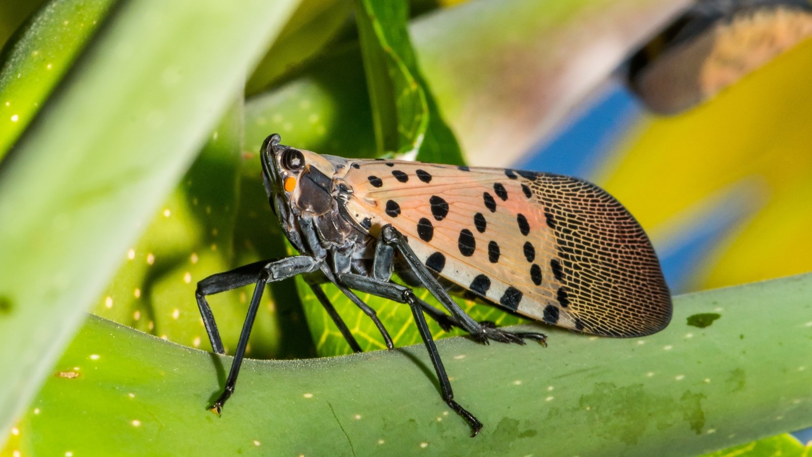 The suitable solution to ID and Deal with Them throughout the Yard